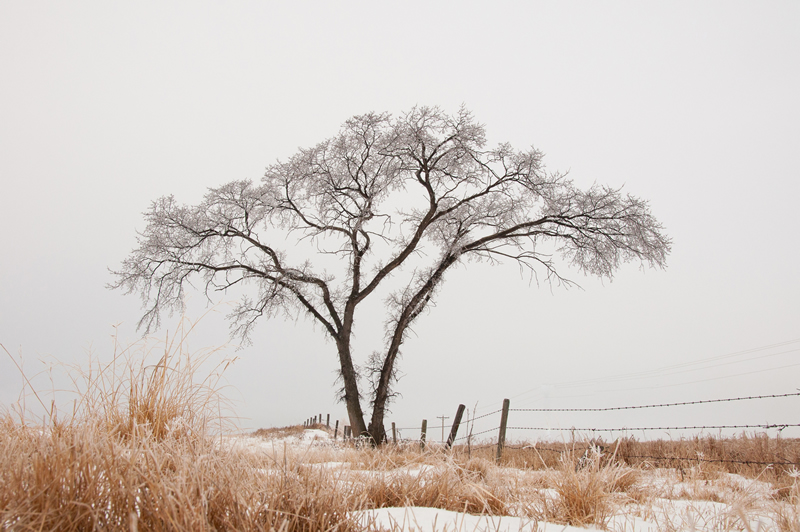 Lone Tree by Lynne Alexander